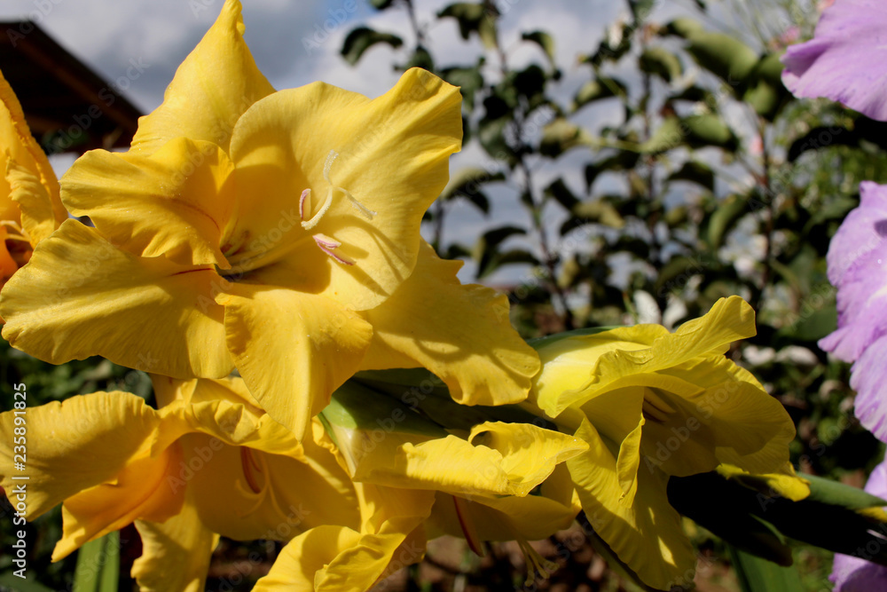 bright yellow gladioli in the garden decorate the flower bed bright yellow gladioli in the garden decorate the flower bed