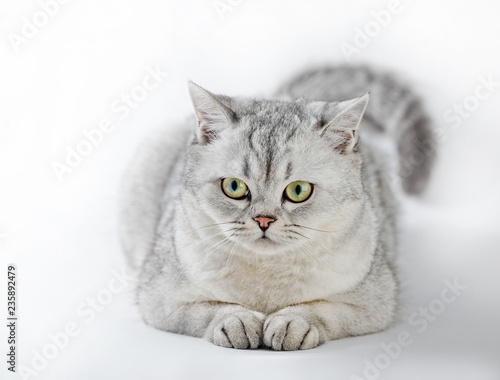 Portrait of Gray British Shorthair cat isolated on white background.