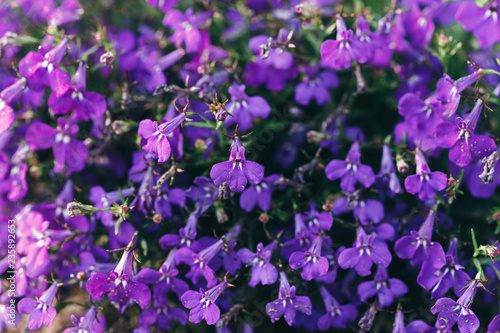 Purple flowers Trailing Lobelia Sapphire flowers or Garden Lobelia