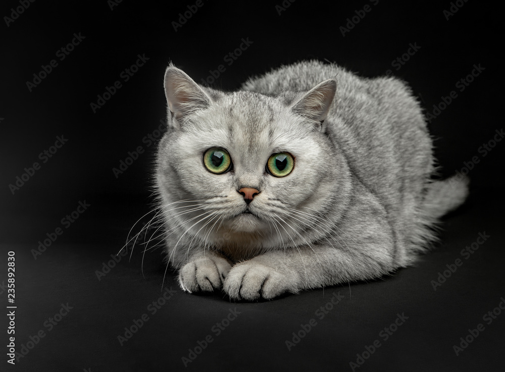 Portrait of Gray British shorthair cat with yellow eyes on a black background.