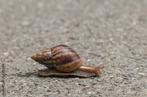 The journey of snail in the nature background.