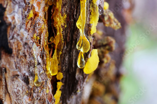 Yellow amber drop of resin close-up on a conifer tree