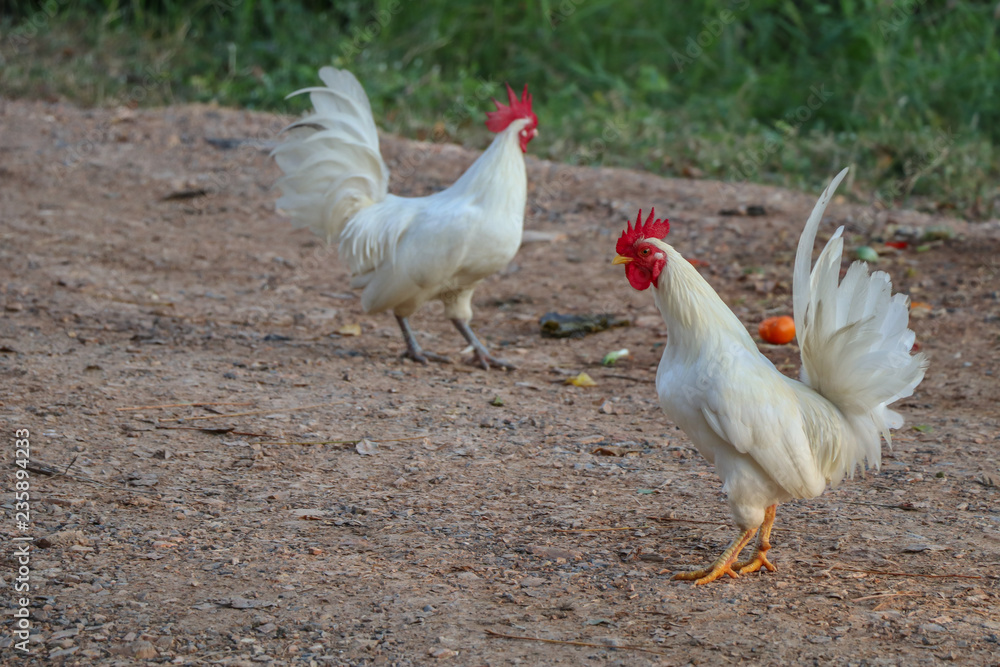 Fototapeta premium White hen,white poultry hen walks in the backyard of farm.