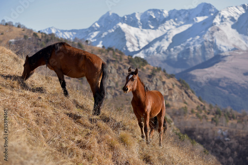 Wild horses graze in the snowy mountains on a Sunny autumn day.