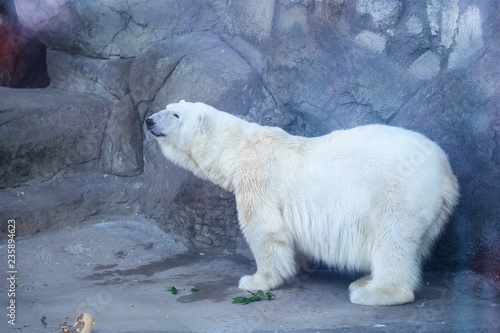 polar bear in the zoo