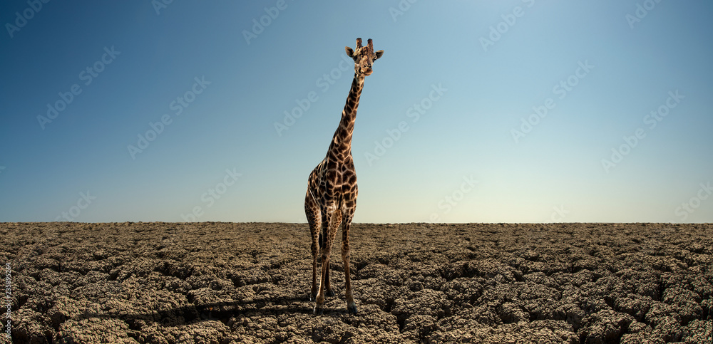 Naklejka premium giraffe on severe drought desert