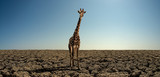 giraffe on severe drought desert