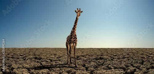 giraffe on severe drought desert
