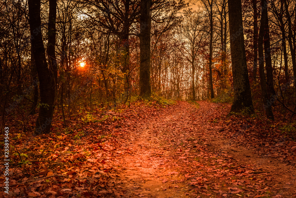 Fototapeta premium Park