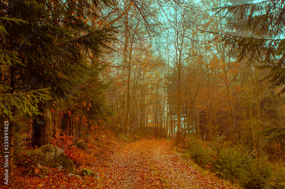 Naklejka premium bosque en otoño 