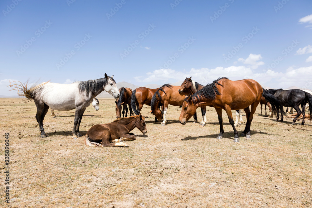 Obraz premium A herd of horses at Song Kul Lake in Kyrgyzstan