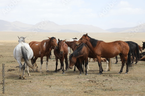 A herd of horses at Song Kul Lake in Kyrgyzstan