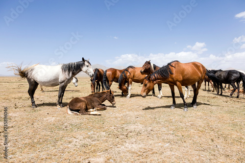 A herd of horses at Song Kul Lake in Kyrgyzstan