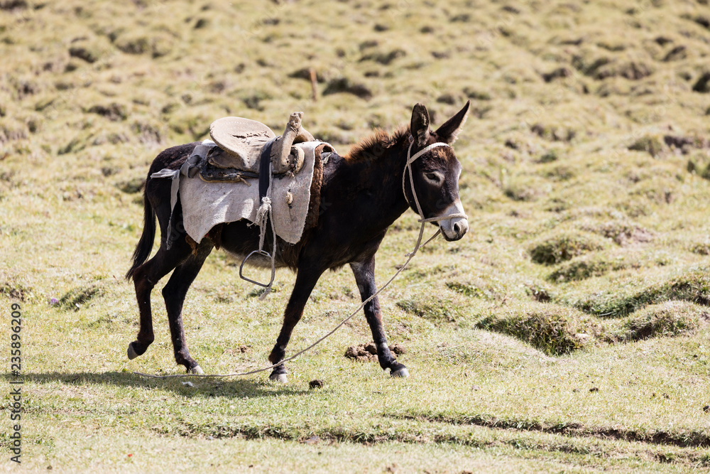 Donkey with saddle runs over a meadow Stock Photo | Adobe Stock