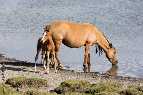 A horse mare with her foal at Song Kul lake in Kyrgyzstan
