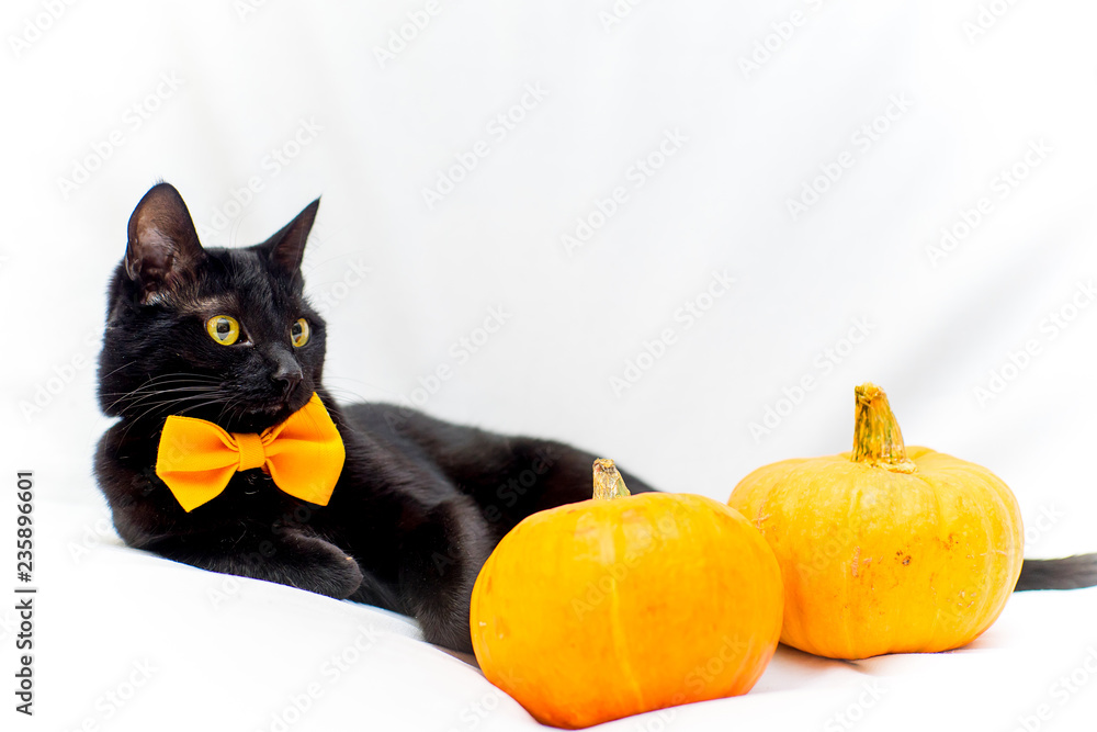 Halloween cat with an orange bow tie Halloween cat with an orange bow tie