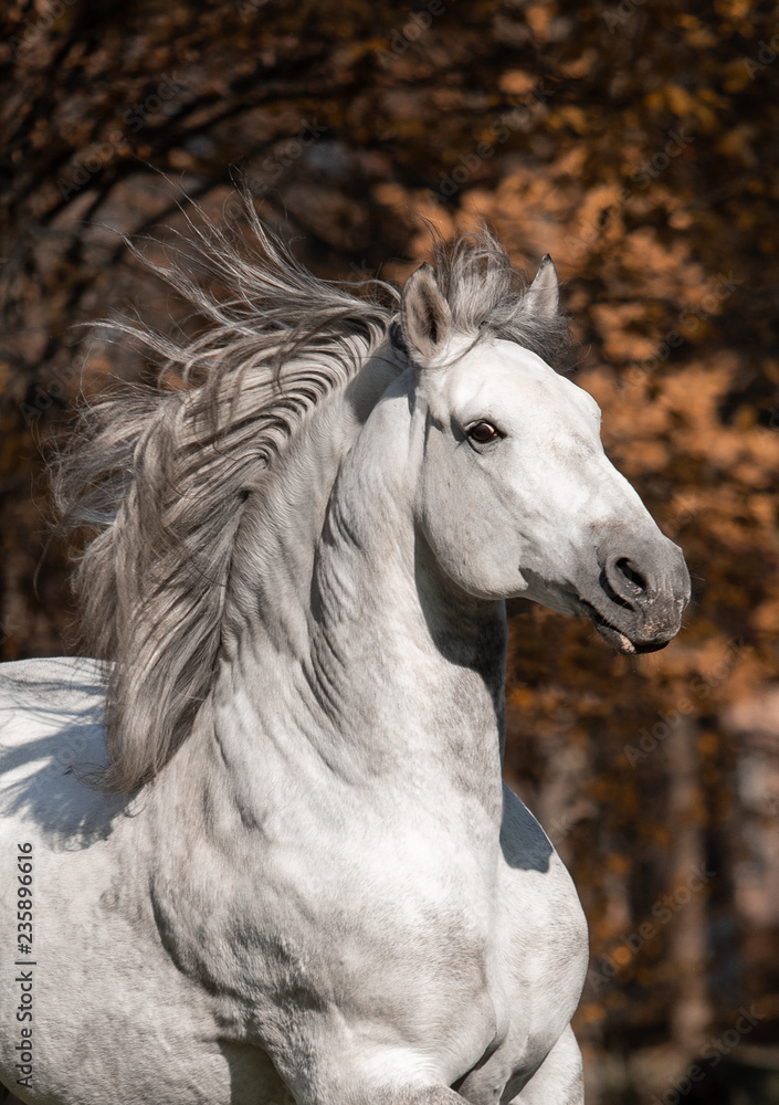 Obraz premium portret konia