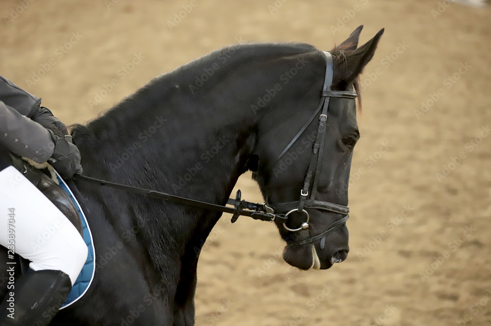 Fototapeta premium Head of a beautiful young sporting horse during competition outdoors.