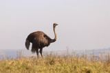 Birds of South Africa - Common Ostrich
