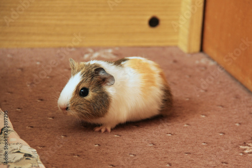 cute little brown and white guinea pig