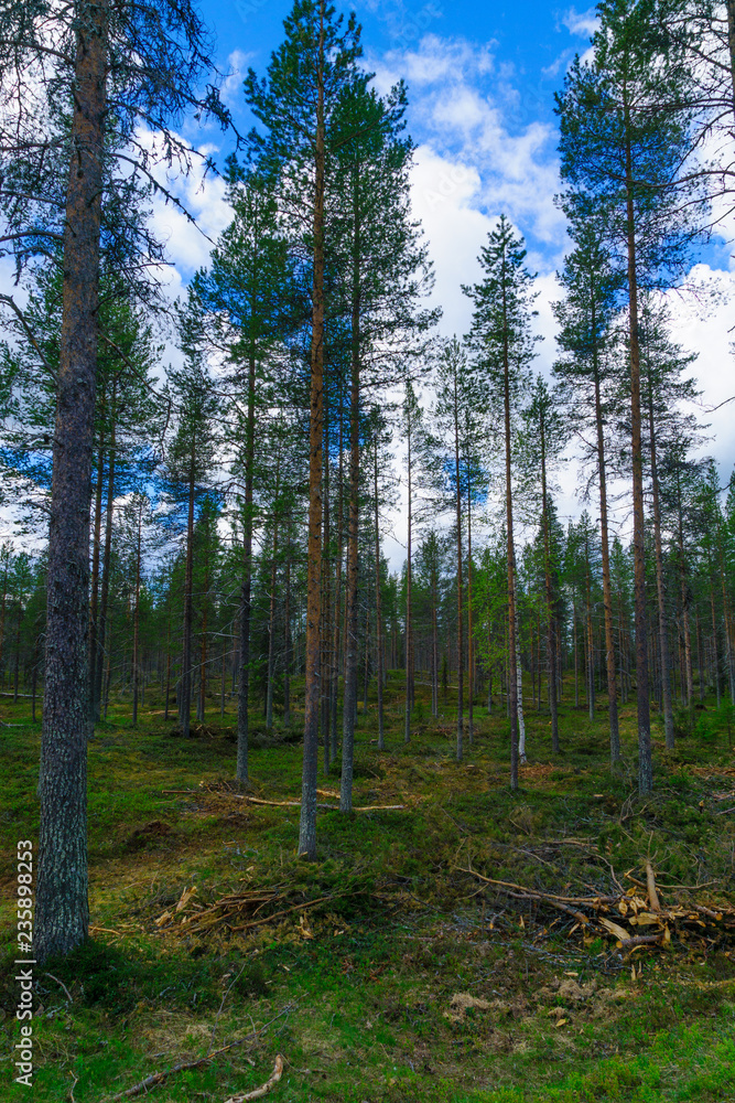 Fototapeta premium Landscape of trees and forest in Lapland