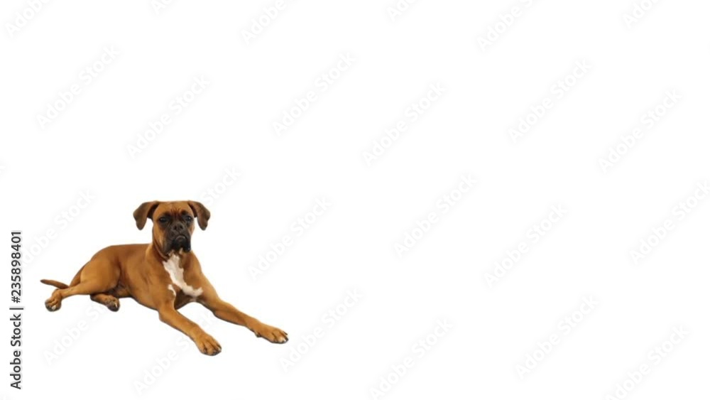 dog boxer on a white background dog boxer on a white background