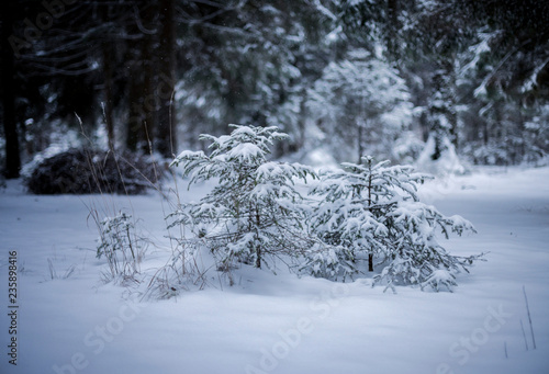 the winter forest shrouded in white snow © Dmitry