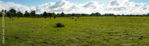 Natural panorama with green grass and water on the field under the blue sky