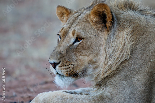 Portrait of a young male lion in the Kgalagadi Transfrontier Park in South Africa