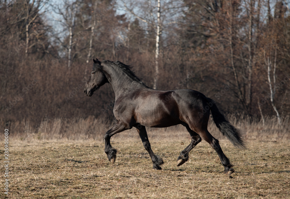 mare and foal