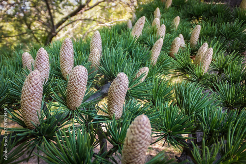 Close-up growing male cones on the branches of Cedar Tree Cedrus libani or Lebanon Cedar. photo