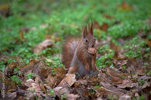 Squirrel on the ground with nuts in teeth. © J. Kearns