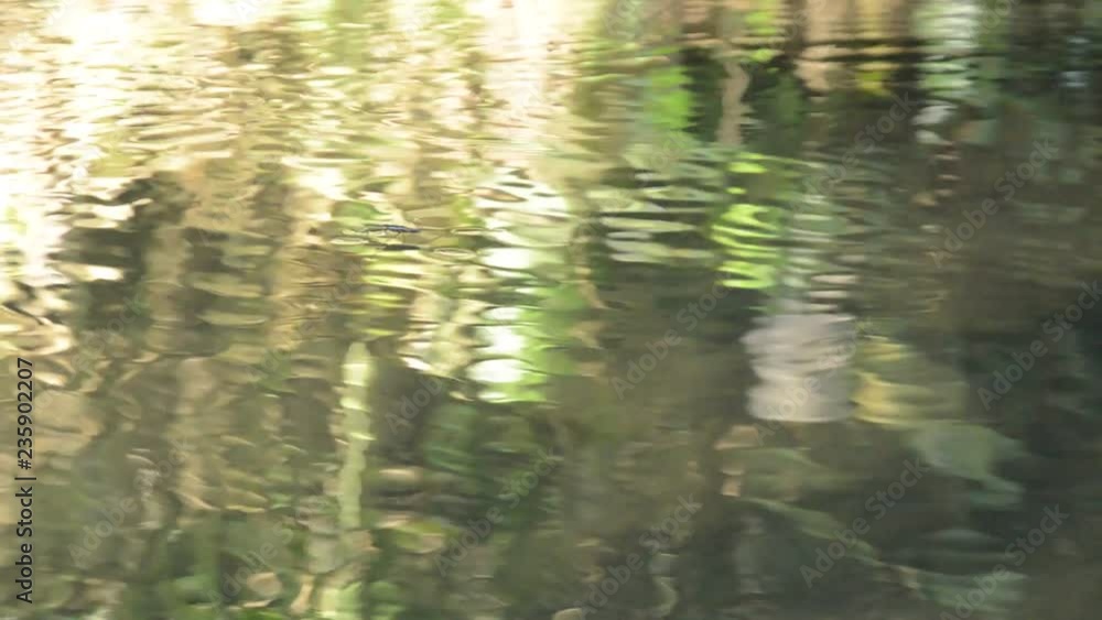 water strider or pond sketer floating on river surface in forest water strider or pond sketer floating on river surface in forest