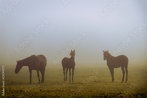 Horses on a pasture in the morning fog