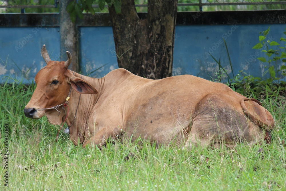 Cow, the brown cow lies down on ground, this pet that is tame. Cow, the brown cow lies down on ground, this pet that is tame.