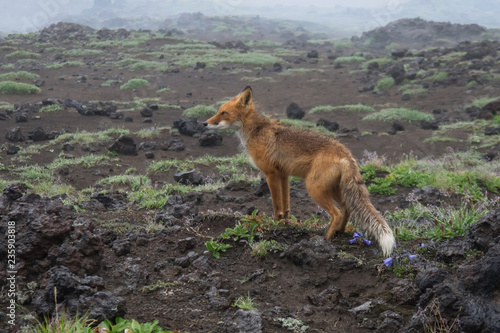 Fototapeta Naklejka Na Ścianę i Meble -  young Fox hunts at the drizzling rain