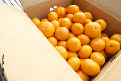 産地直送箱入りみかん - Fresh mandarin oranges from farm in the box