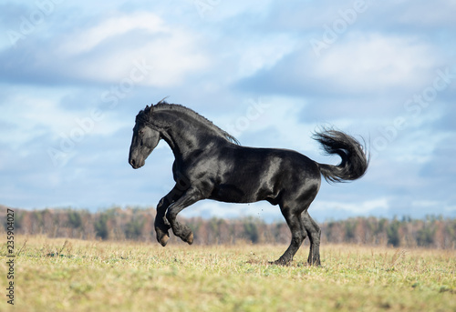 horse in field