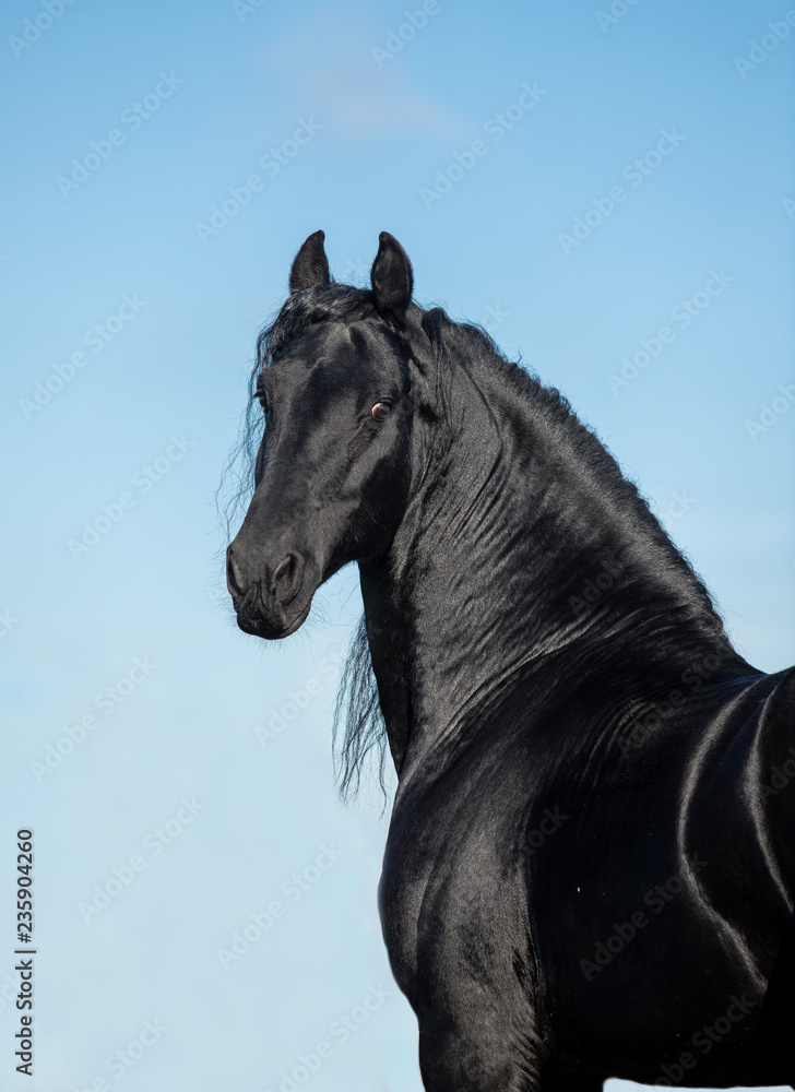 Fototapeta premium koń zimą