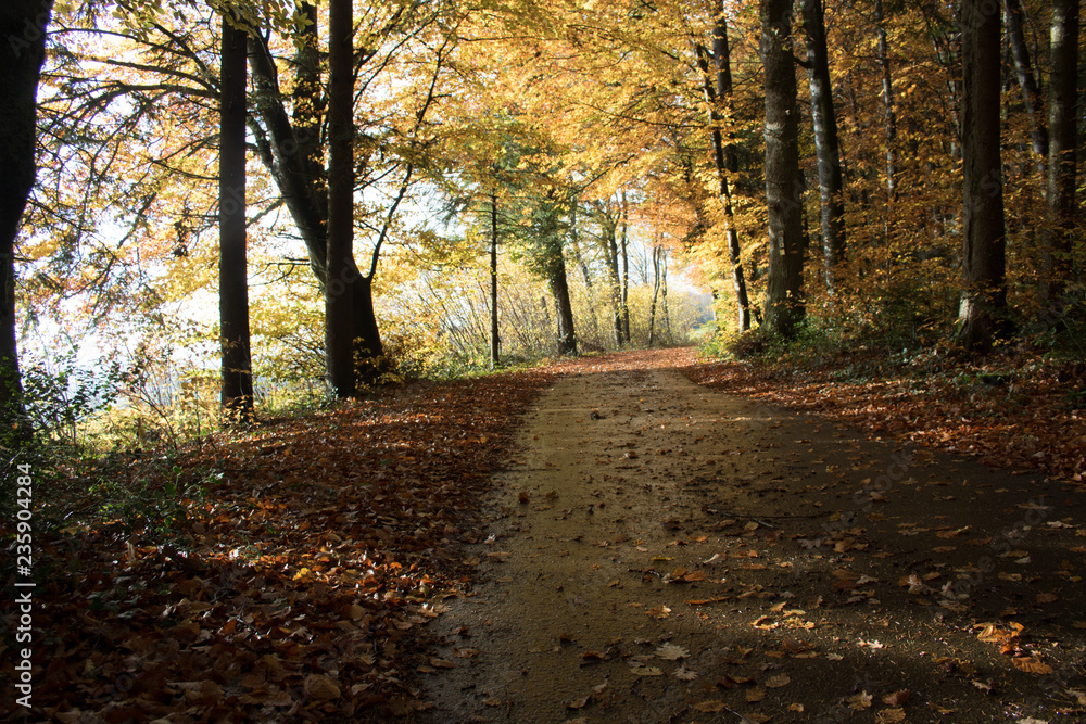 Autumn forest in the Black Forest Autumn forest in the Black Forest
