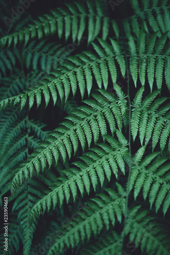 Fern foliage Dark green and cold detail leaf 