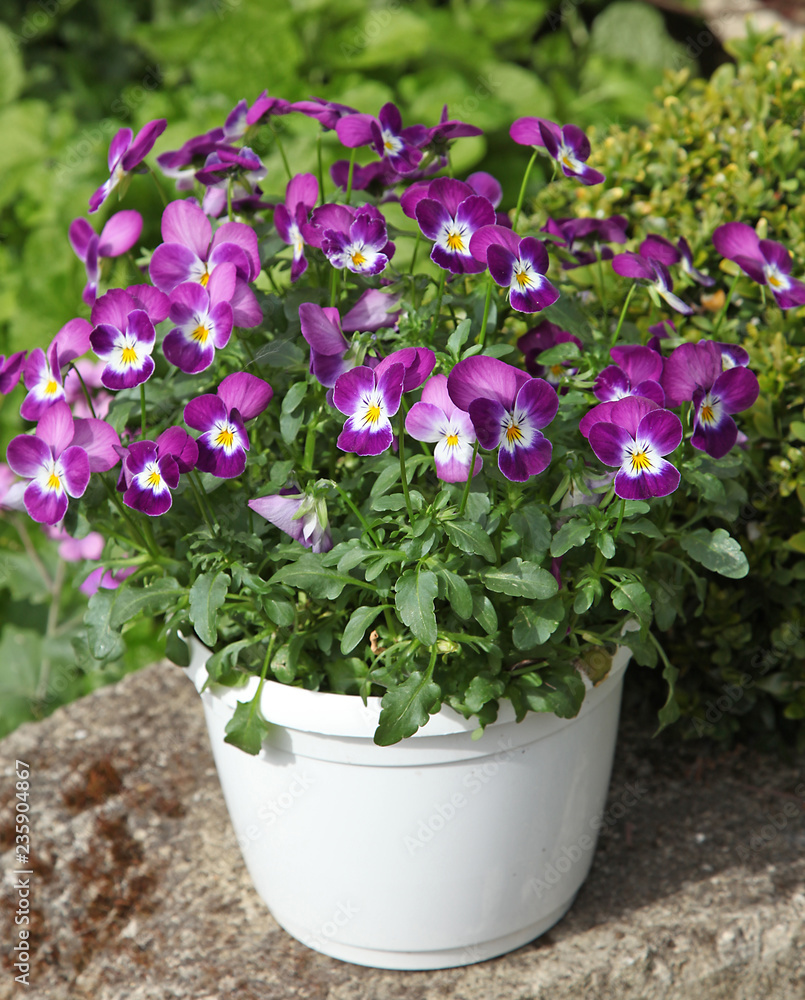 Viola cornuta Viola cornuta