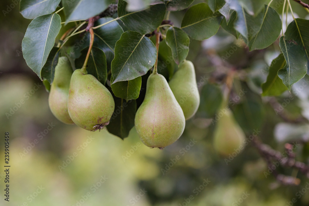 unripe pears on the tree unripe pears on the tree