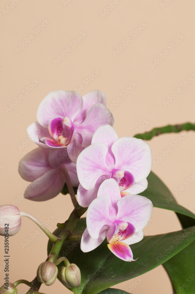 Obraz premium Kwiaty orchidei Phalaenopsis (orchidea motylkowa)