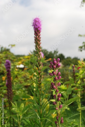 Liatra kłosowa,  Liatris spicata