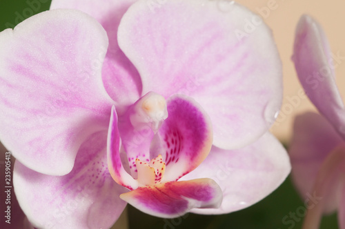 Phalaenopsis orchid flowers  butterfly orchid 