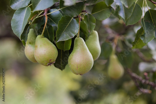 unripe pears on the tree