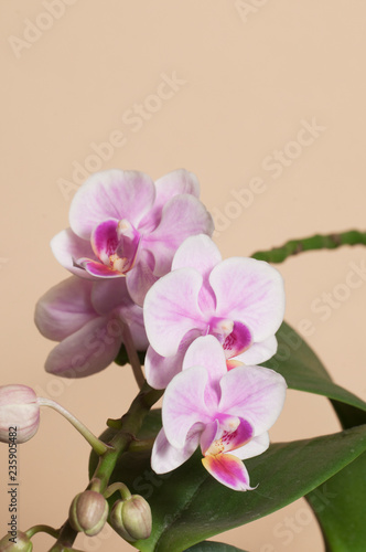 Phalaenopsis orchid flowers  butterfly orchid 