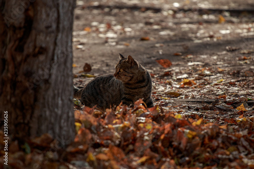  cat in yellow leaves