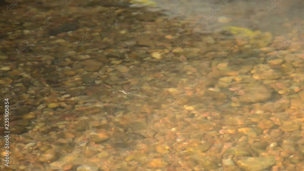 water strider or pond sketer floating on river surface in forest water strider or pond sketer floating on river surface in forest